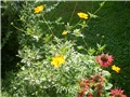 cosmos